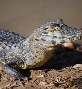 Caimán Enano de Cuvier