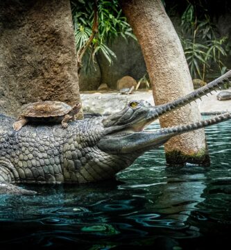 Cocodrilo Gavial