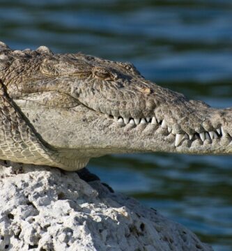 Cocodrilo de Agua Salada