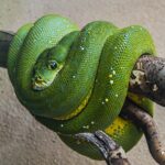 pitón arbórea verde