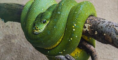 pitón arbórea verde