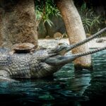 Cocodrilo Gavial