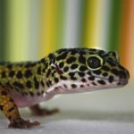 Gecko Leopardo