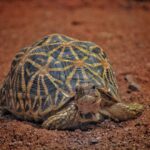 Tortuga Estrella India