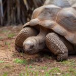 Tortuga de Tierra de Aldabra