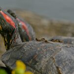 tortuga de orejas rojas.